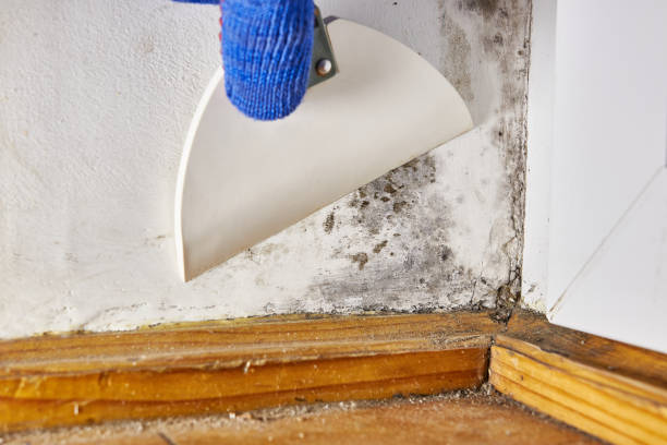 Best Mold Odor Removal Services  in Port Townsend, WA